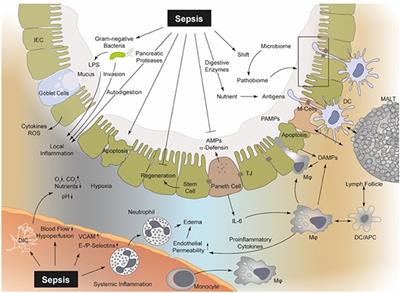 Challenge to the Intestinal Mucosa During Sepsis